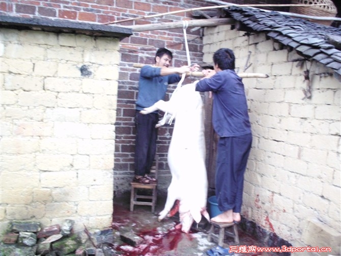 zhu.jpg