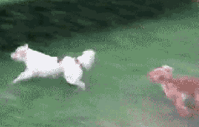 T1hWL3XlNjXXXXXXXX_!!687423980-1-pix.gif