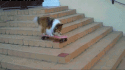 ƽػĶ.......gif