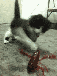 T1C2ckXmlfXXXXXXXX_!!668588670-1-pix.gif