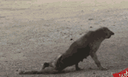 OK~ǡԹ.gif