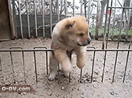 31.gif