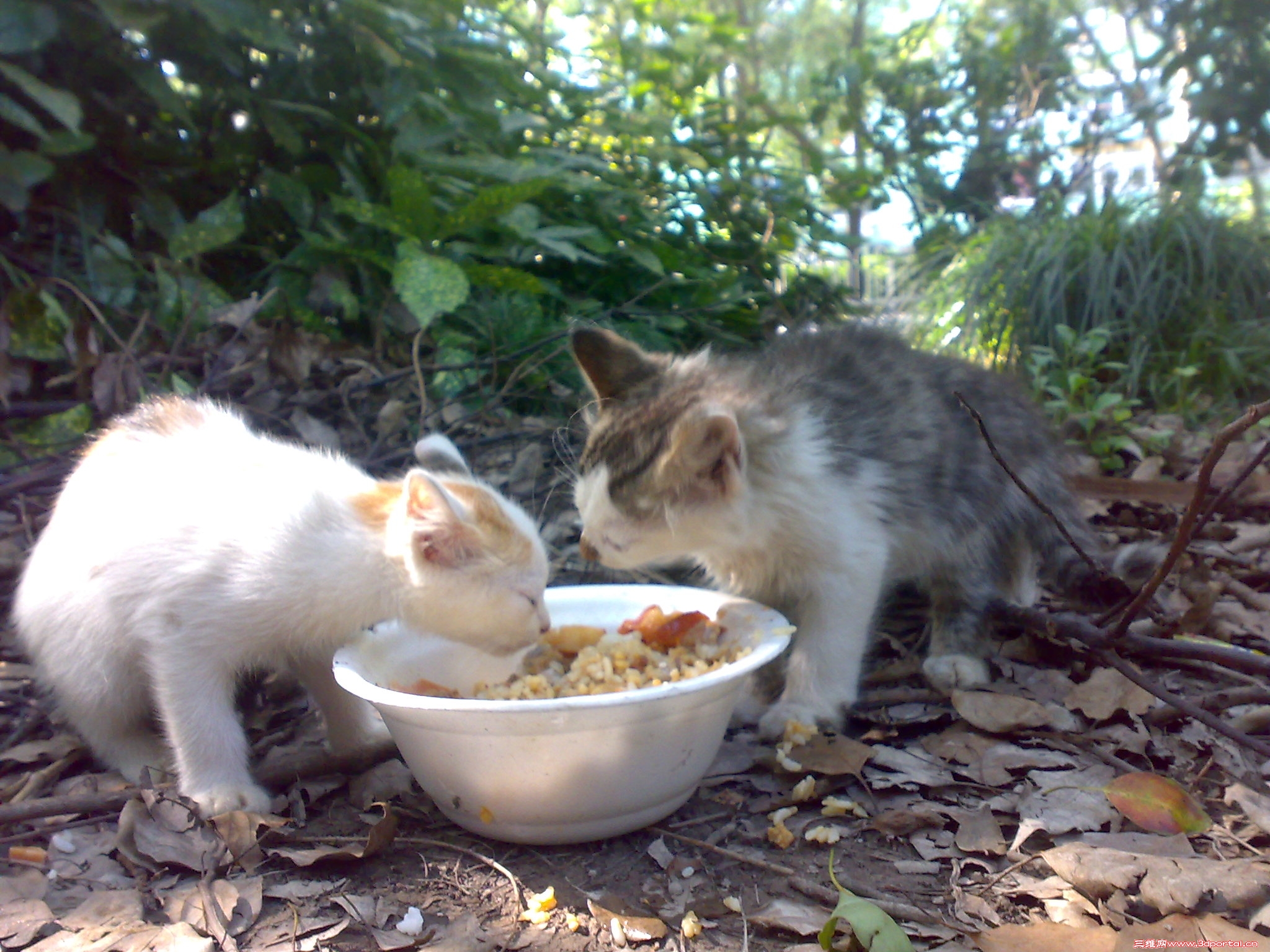 20100719409.jpg