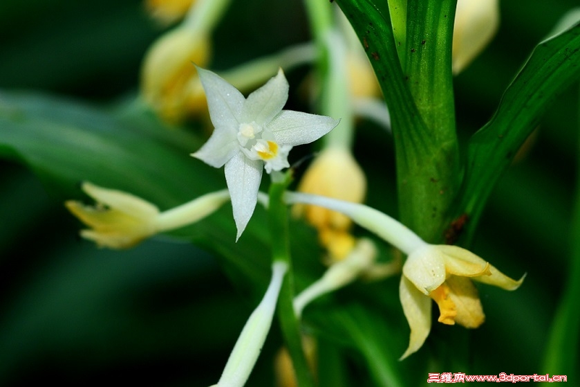 Orchid-06-3.jpg