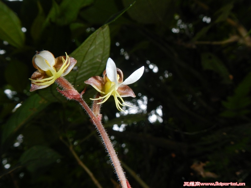 orchid-02-2.jpg.jpg