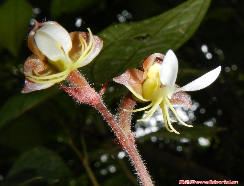 orchid-02-1.jpg
