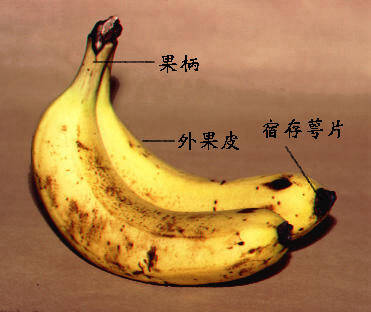 熟透的香蕉.一定要看