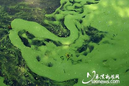 卫星监测到太湖有蓝藻水华 范围约250平方公里