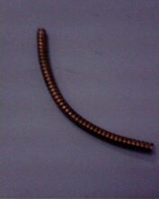 IMG0064A.jpg