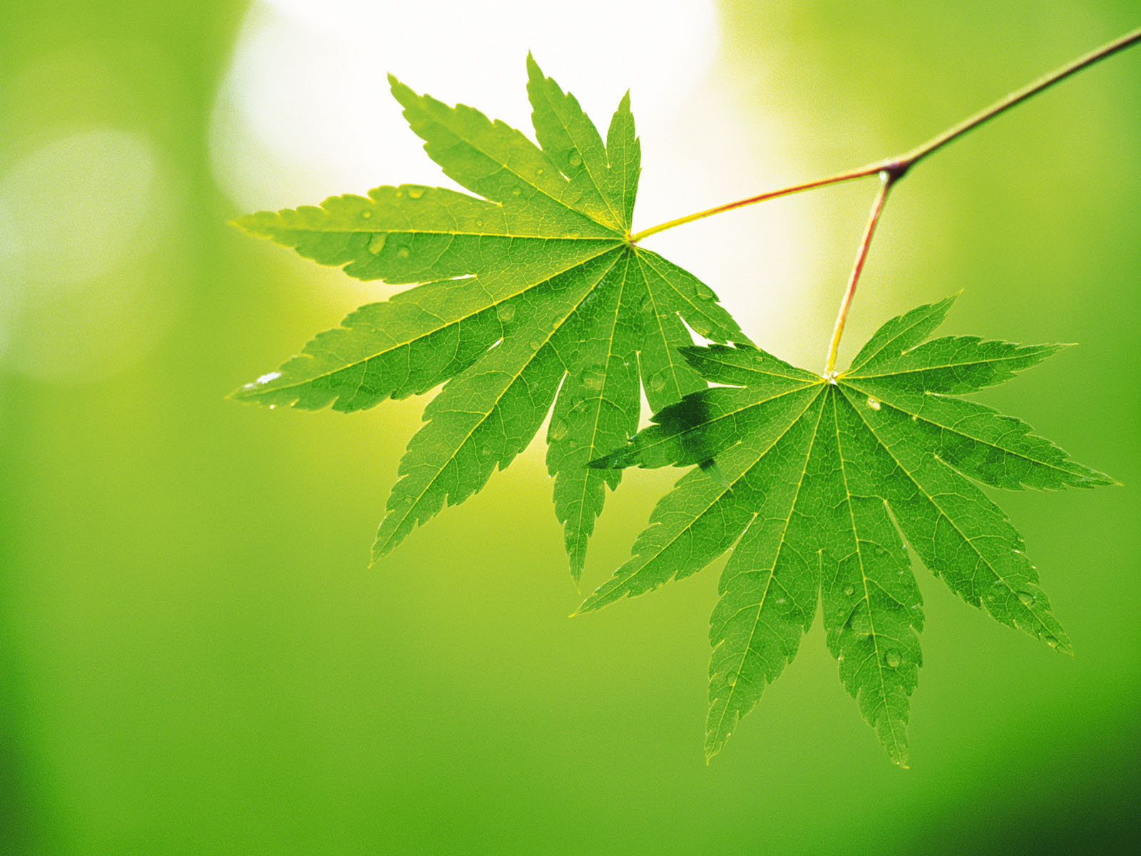 1600green_4019.jpg