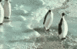 yiwai11.gif