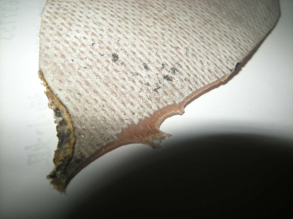 DSCN3458.jpg