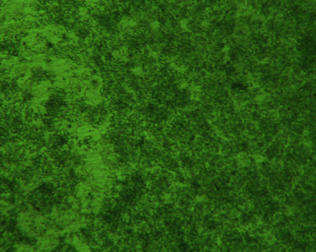 091225 2.5X130 400X ID540.jpg