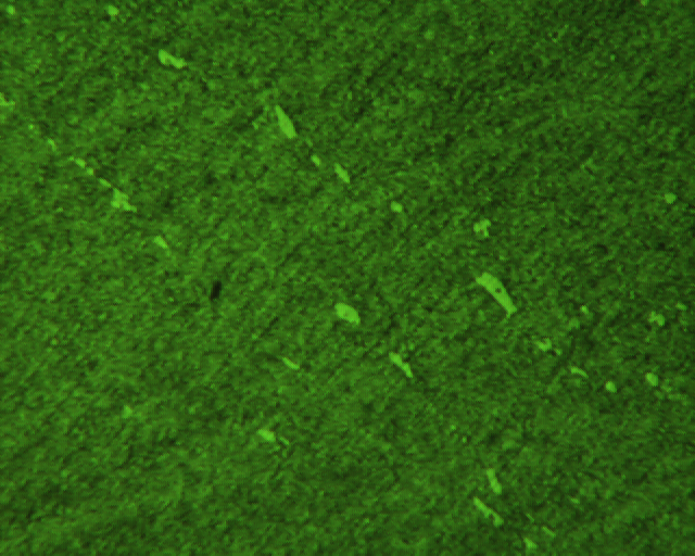 091214   DC53 1���� 400X ID559.jpg