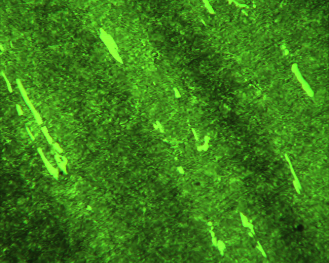 091214  DC53 2���� 400X ID542.jpg