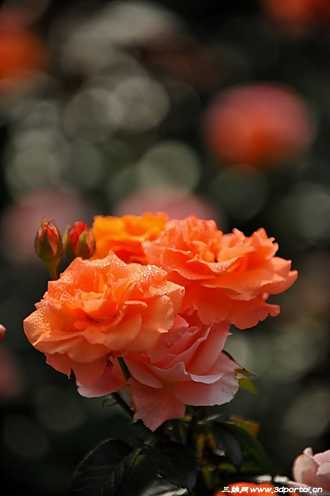 2010_06_11_440245_3vibtd.jpg