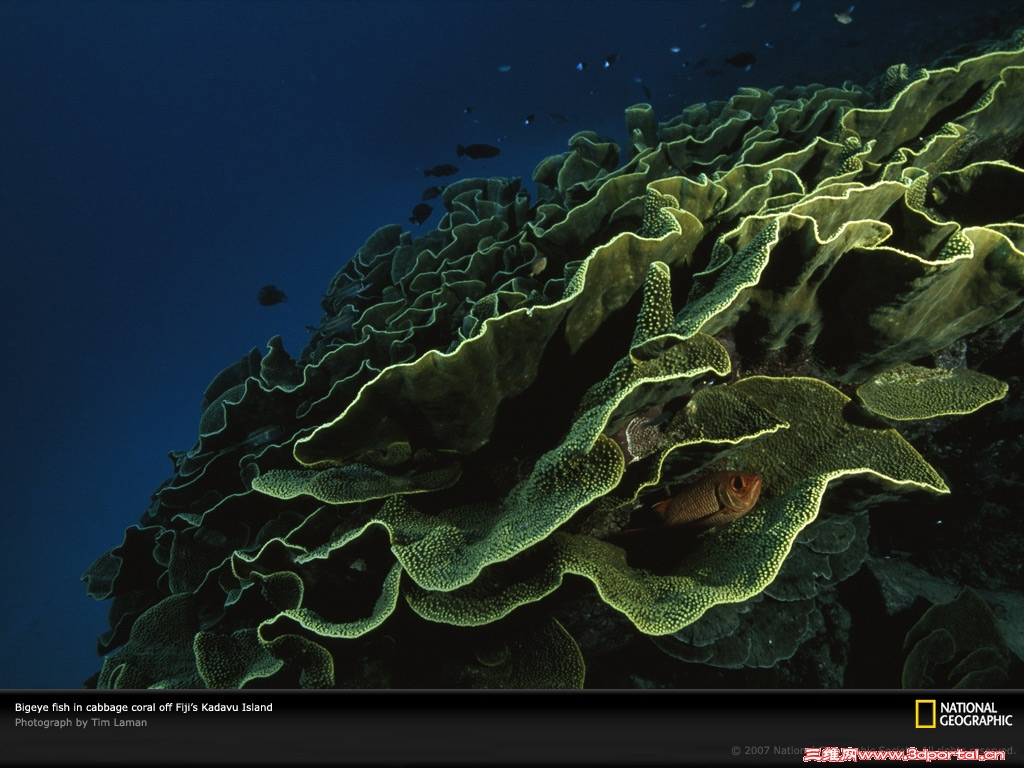 cabbage-coral-fiji-963688-lw.jpg