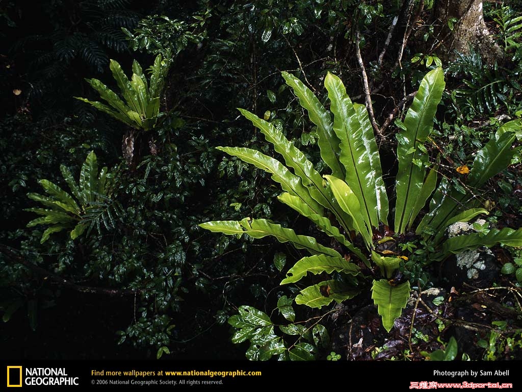 cape-york-rain-forest-504157-lw.jpg