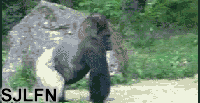 ûһװʲôװ.gif