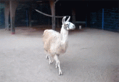 ƮУ㣡.gif