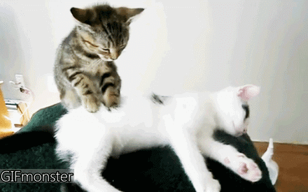 ͹٣ȿ.gif