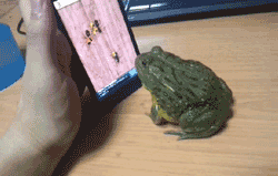 f31fbe096b63f624921e424e8744ebf81a4ca338.gif
