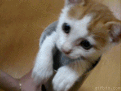 ƶèè.gif