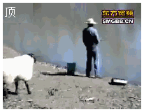 2.gif