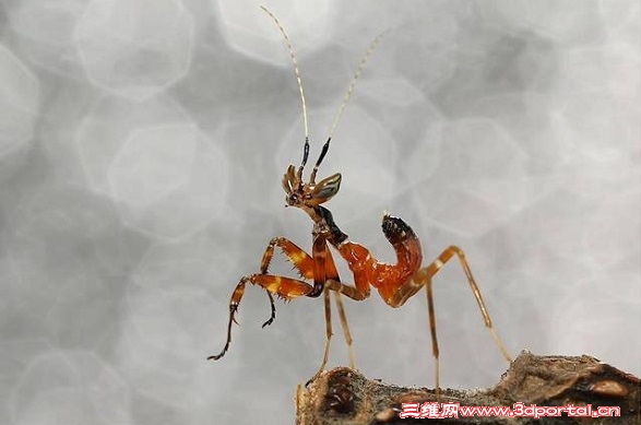 昆虫微距 – part ii – 螳螂