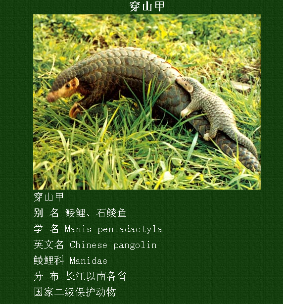 中国珍稀濒危动物